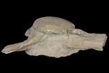 Mosasaur (Tylosaurus) Vertebra - Kansas #134345-2